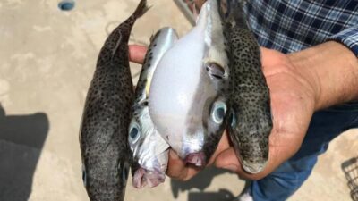 Morfinden 3 bin kat daha güçlü! Zehrinden ağrı kesici ilaç denenecek