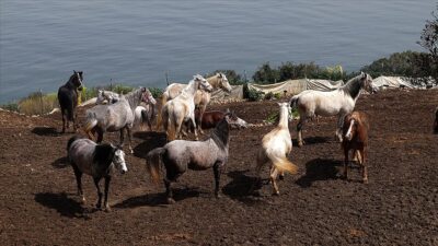 Adalar’daki atların akıbeti belirsizliğini koruyor