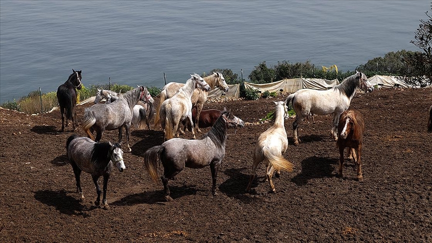 Adalar’daki atların akıbeti belirsizliğini koruyor