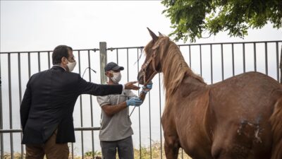 İBB’den Adalar’ın atlarıyla ilgili açıklama