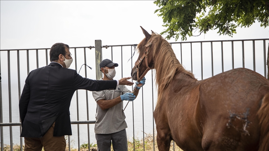 İBB’den Adalar’ın atlarıyla ilgili açıklama