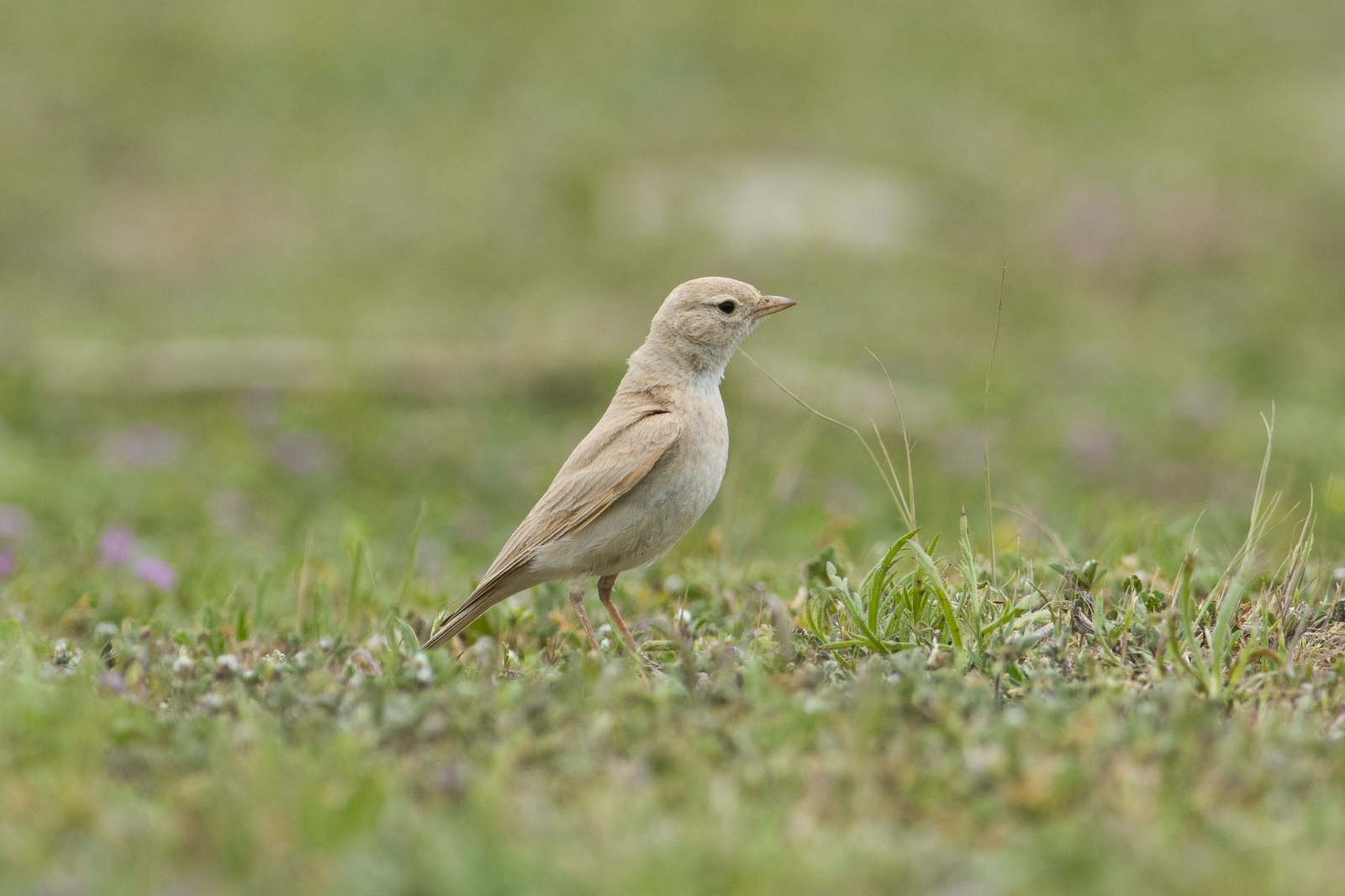 Türkiye’de ilk kez görüldü! Türkiye’de ilk kez görüldü!