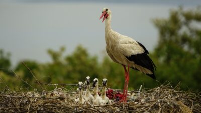 Yaren leylek yavrularıyla böyle görüntülendi