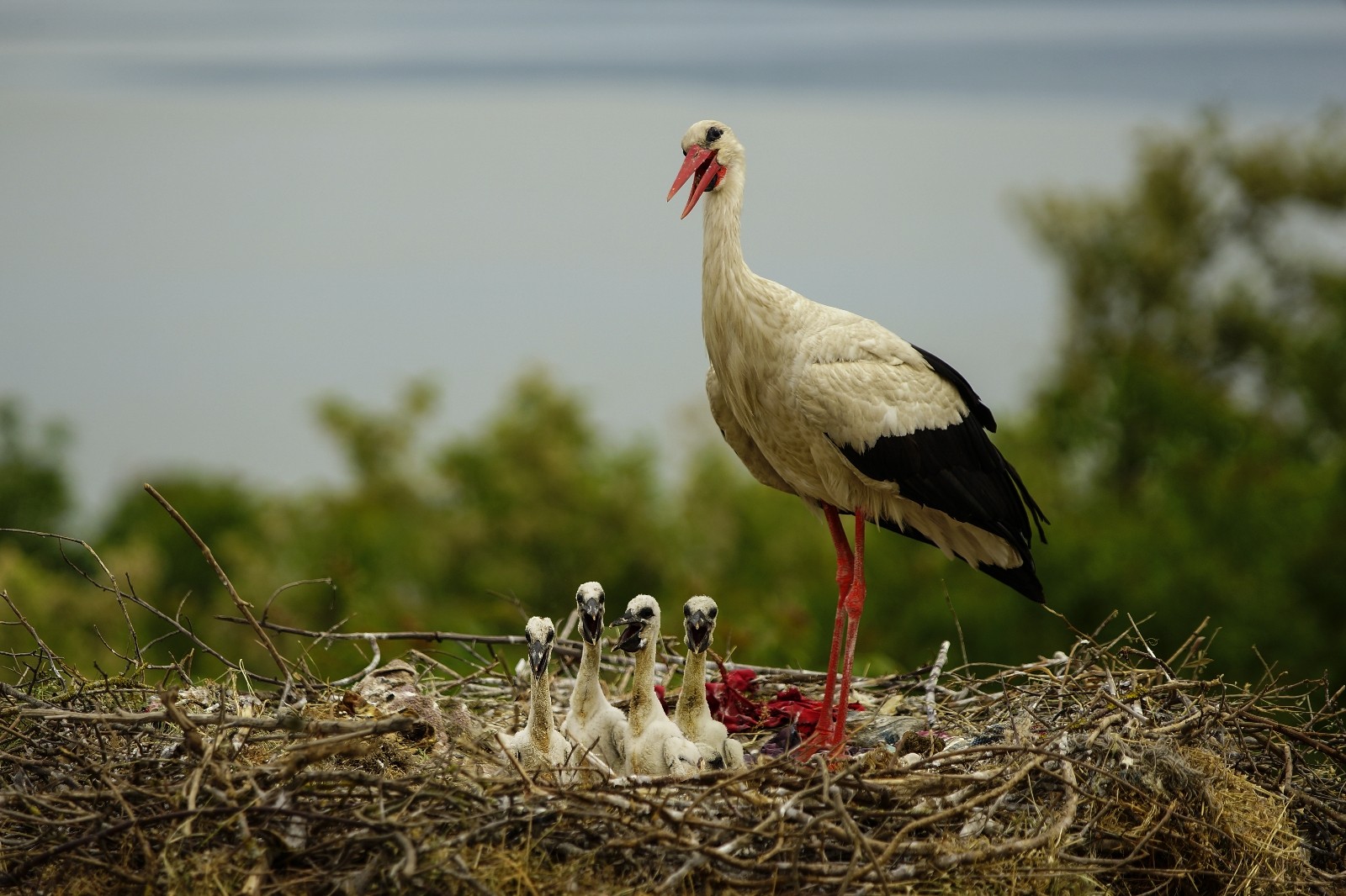Yaren leylek yavrularıyla böyle görüntülendi Yaren leylek yavrularıyla böyle görüntülendi