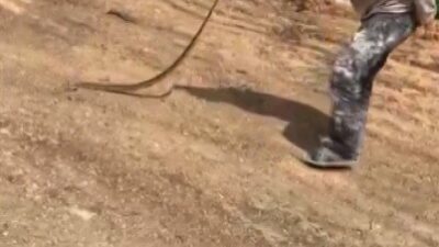Yolda bulduğu yılanla oyuncak gibi oynadı