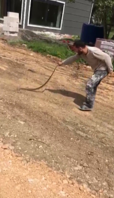 Yolda bulduğu yılanla oyuncak gibi oynadı