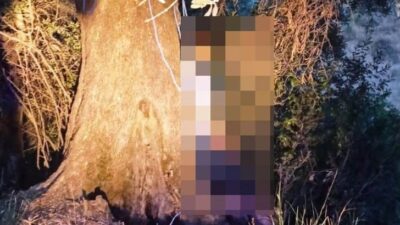 Zeytin ağacında korkunç manzara