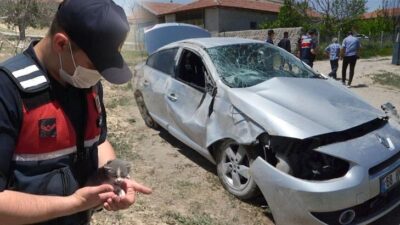 Fren pedalının altına giren yavru kedi, kazaya neden oldu!