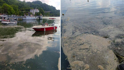 Deniz salyası Karadeniz’de