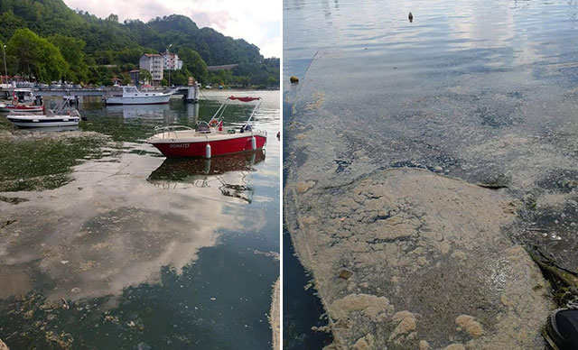 Deniz salyası Karadeniz’de