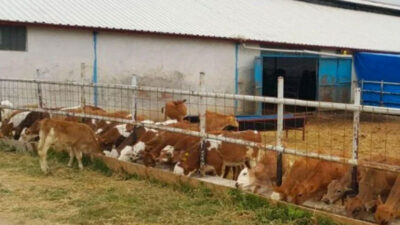 90 milyon liralık ‘ucuz araba’ vurgunu! Parayla çiftlik kurdular