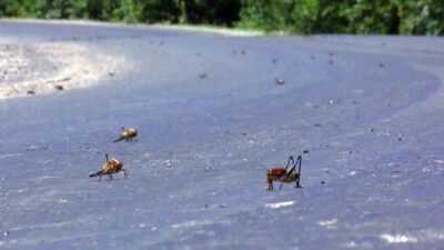 Bölgeyi istila ettiler! Vatandaş büyük korku içinde