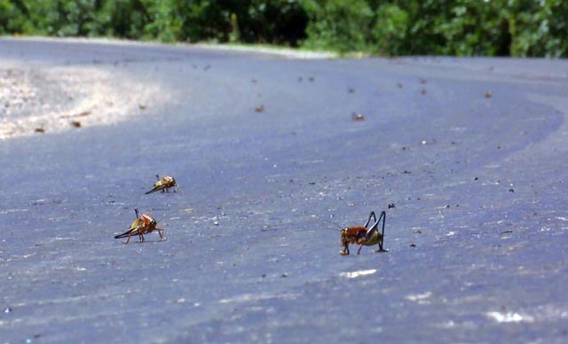Bölgeyi istila ettiler! Vatandaş büyük korku içinde