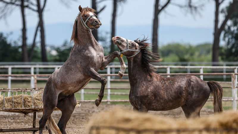Bursa’da yetiştiler! Hepsi birer şampiyon adayı Bursa’da yetiştiler! Hepsi birer şampiyon adayı