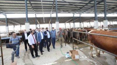 İnegöl’de yeni hayvan pazarında kurbanlıklar satışta