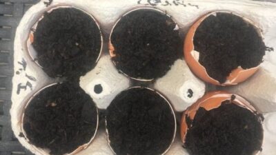 Yumurta kabuklarını sakın atmayın! Çünkü…