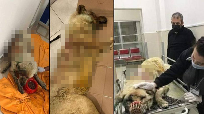 Kan donduran canilik! Baltayla katledildi