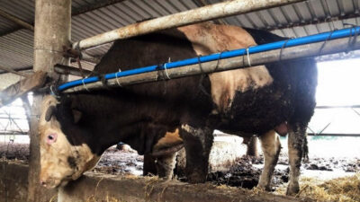 1 ton 300 kiloluk kurbanlık alıcısını bekliyor