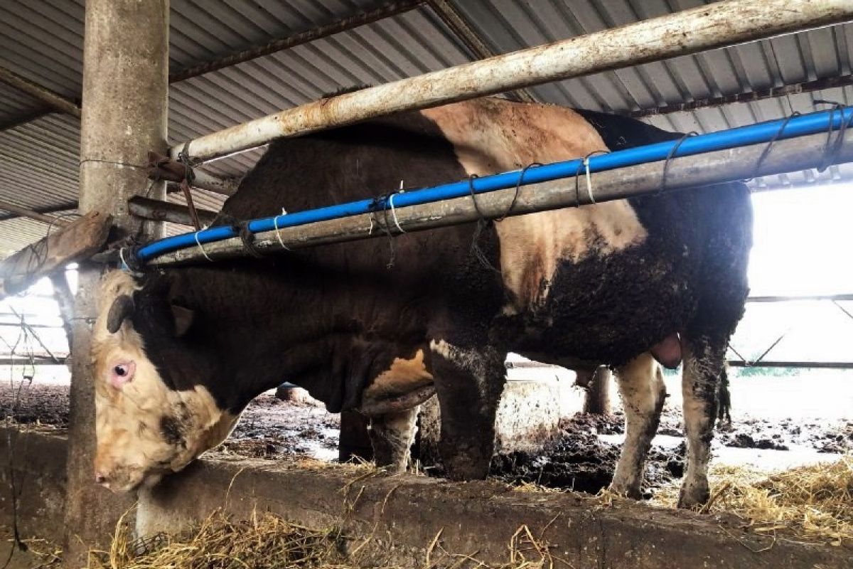 1 ton 300 kiloluk kurbanlık alıcısını bekliyor