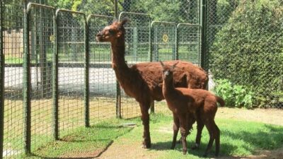 Bursa Hayvanat Bahçesi’ne yeni üyeler