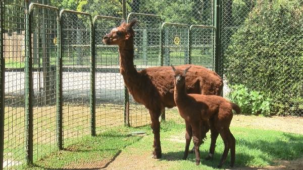 Bursa Hayvanat Bahçesi’ne yeni üyeler