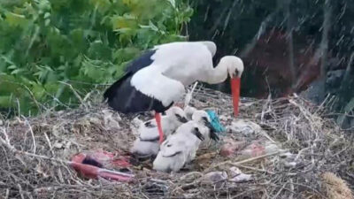 Yaren leyleğin yavrularını doludan koruduğu anlar kamerada