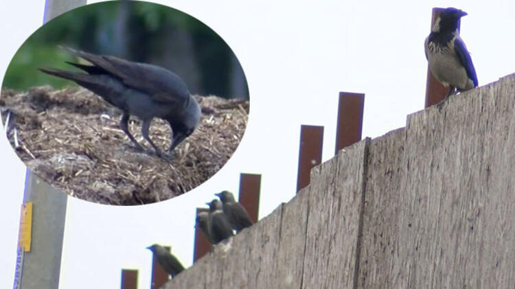 Kuşlarda rastlandı! Covid ve salya belasından sonra…