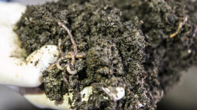 2 bin lira kazandırıyor!