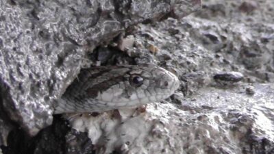 Görür görmez çığlık attılar! Aracın jantında 22 kilometre gitmiş…