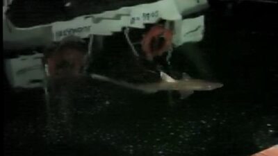 Haliç’te köpek balığı görüldü