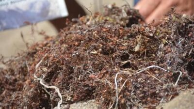 ‘Bozuk yumurta kokulu yosun’ uyarısı: Ekosistem hızla çökebilir