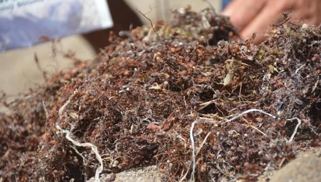 ‘Bozuk yumurta kokulu yosun’ uyarısı: Ekosistem hızla çökebilir