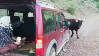 Yavrusu için aracın önünü kesti