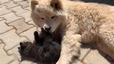 Bursa’da kedi ile köpeğin dostluğu görenleri şaşırtıyor