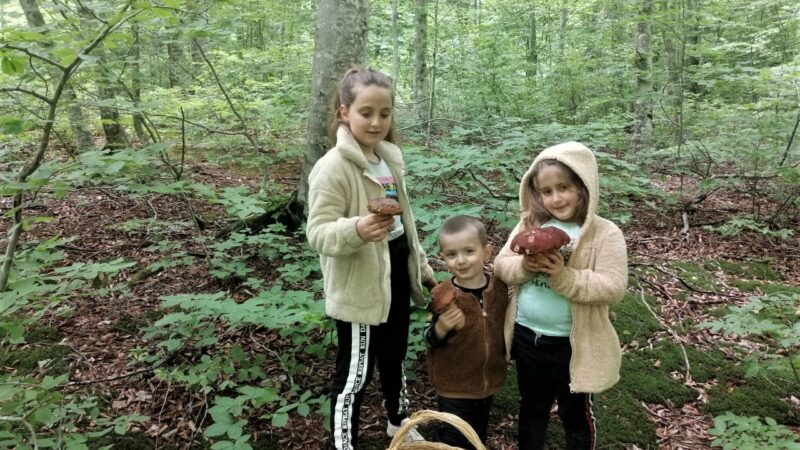 Ormandaki en güzel mantarı bulmak bu çocukların işi Bursa'da babalarından öğrendikleri bilgilerle usta mantar avcısı olan çocukların topladığı