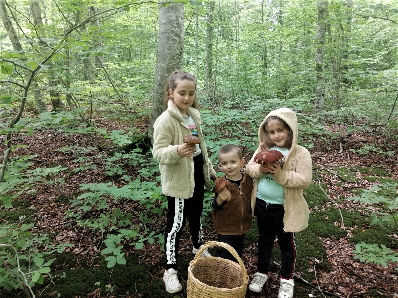 Ormandaki en güzel mantarı bulmak bu çocukların işi Ormandaki en güzel mantarı bulmak bu çocukların işi