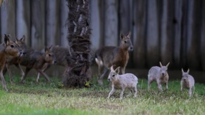 Bursa Hayvanat Bahçesi’ne yeni üyeler