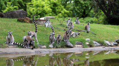 Bursa Hayvanat Bahçesi’nde güzel gelişme! Sayıları 30’a çıktı