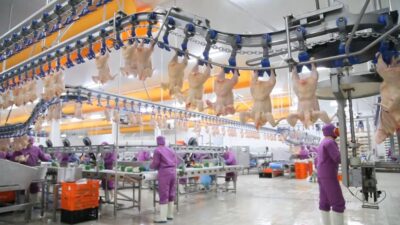 Tavuk devi 2021’de 160 milyon TL’lik yatırım planlıyor