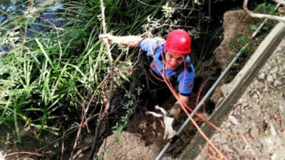 Bursa’da dereye düşen kediyi itfaiye kurtardı