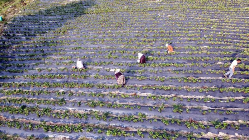 Dağ ilçelerinde imeceyle çilek hasadı başladı Bursa'nın dağ ilçelerinde vatandaşlar imece usulüyle çilek topluyor.