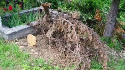 Köy halkı korku içinde! Ceset yiyen ayı yeniden ortaya çıktı