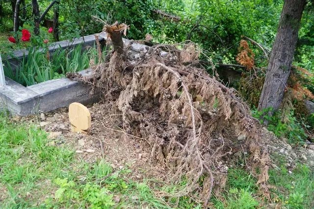 Köy halkı korku içinde! Ceset yiyen ayı yeniden ortaya çıktı