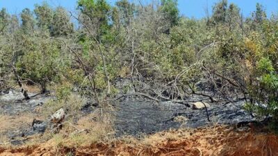 Bingöl Valiliği: 4 gün süren orman yangını kontrol altına alındı