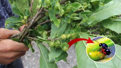 Bursa’da gal arısı ile mücadele sonuç verdi