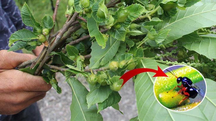 Bursa’da gal arısı ile mücadele sonuç verdi