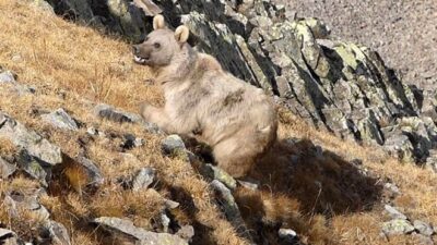 Profesörden korkutan uyarı: Sayıları arttı, insana yönelecekler