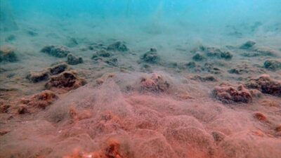 ODTÜ’nün müsilaj analizi: İlk 30 metrede yığıldı