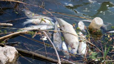 Türkiye’nin en uzun nehrinde toplu balık ölümleri
