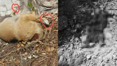Bunun adı vahşet! Yavru köpekler katledildi